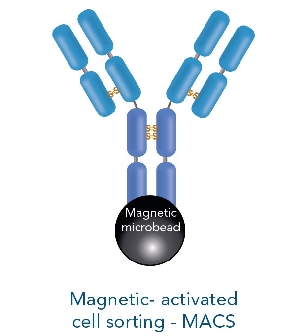 Magnetic-activated cell sorting