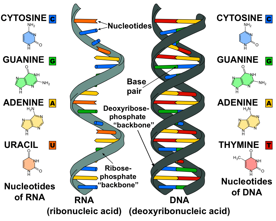 تفاوت DNA و RNA