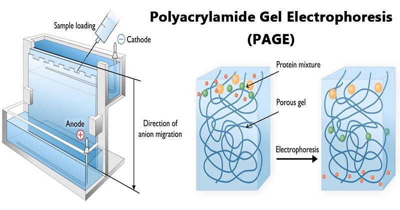 شماتیک از الکتروفورز ژل پلی آکریل آمید (PAGE)، سمت چپ دستگاه الکتروفورز را با یک ژل بین دو الکترود نشان می‌دهد: یک آند (+) و یک کاتد(-)، پروتئین‌ها معمولاً تحت شرایط ایجاد شده در PAGE دارای بار منفی هستند و بنابراین با اعمال جریان الکتریکی به سمت آند مهاجرت می‌کنند.