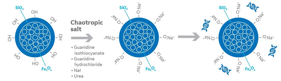 عوامل کائوتروپیک در استخراج اسید نوکلئیک با بیدهای مغناطیسی