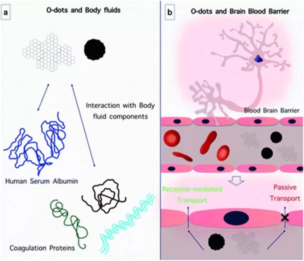 تعامل Organic dots با مایعات بدن و سد حونی-مغزی