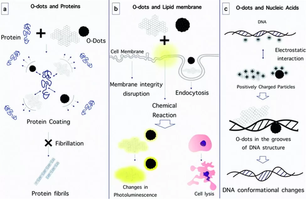 تعامل Organic dots با پروتئین‌ها، غشای لیپیدی و نوکلئیک اسیدها