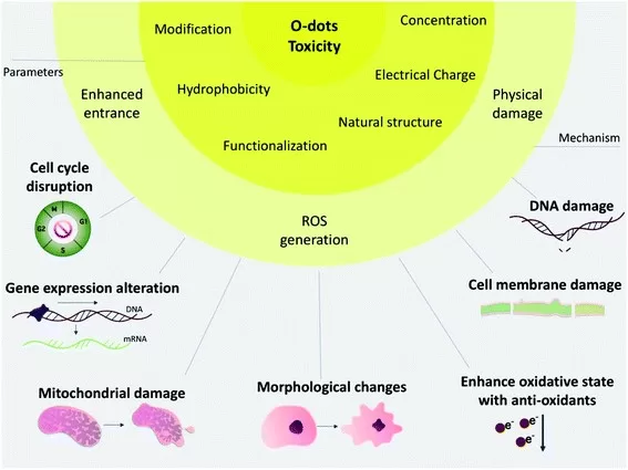 اثراتOrganic dots بر زنده مانی (cell viability) و سمیت سلولی (cytotoxicity)